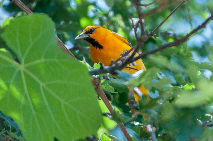 Bullock's Oriole Male