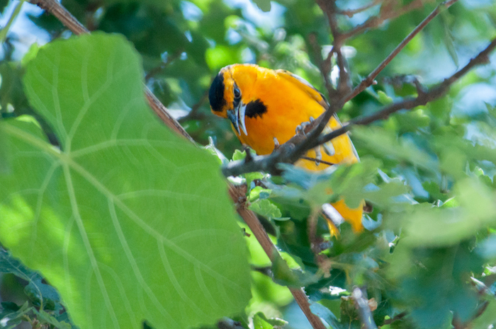 Bullock's Oriole Male