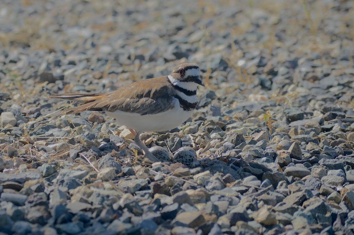 Killdeer on Eggs