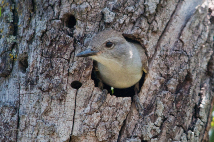 Ash-throated Flycatcher at Natural Cavity