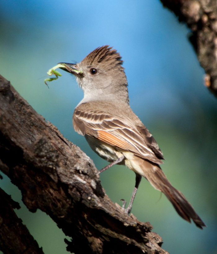 Ash-throated Flycatcher