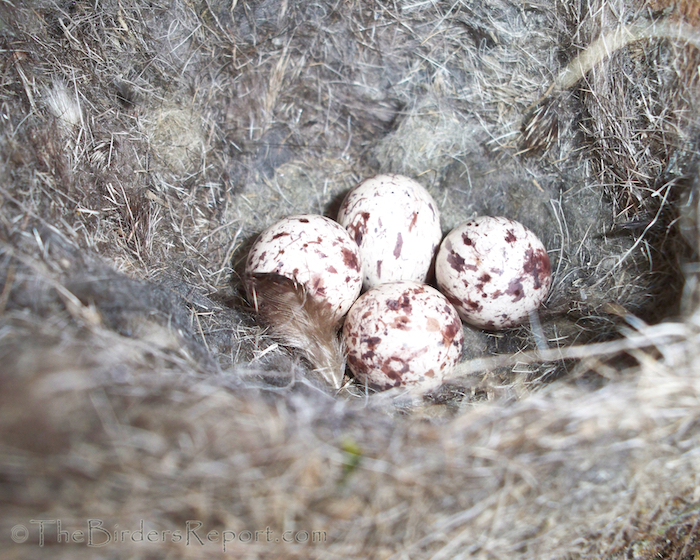 Ash-throated Flycatcher Eggs