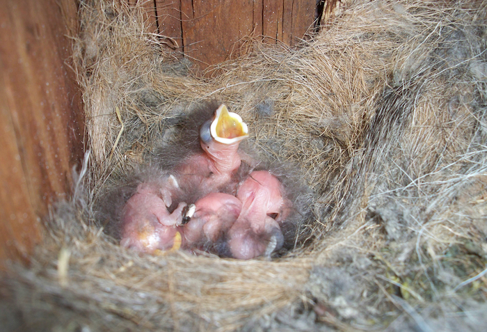 Ash-throated Flycatcher Nestlings