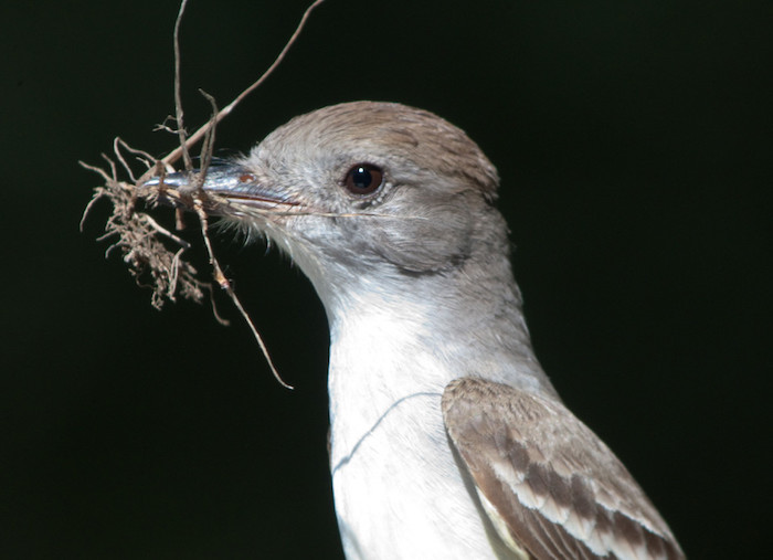 Ash-throated Flycatcher