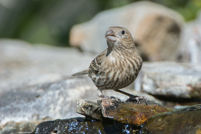 Female House Finch