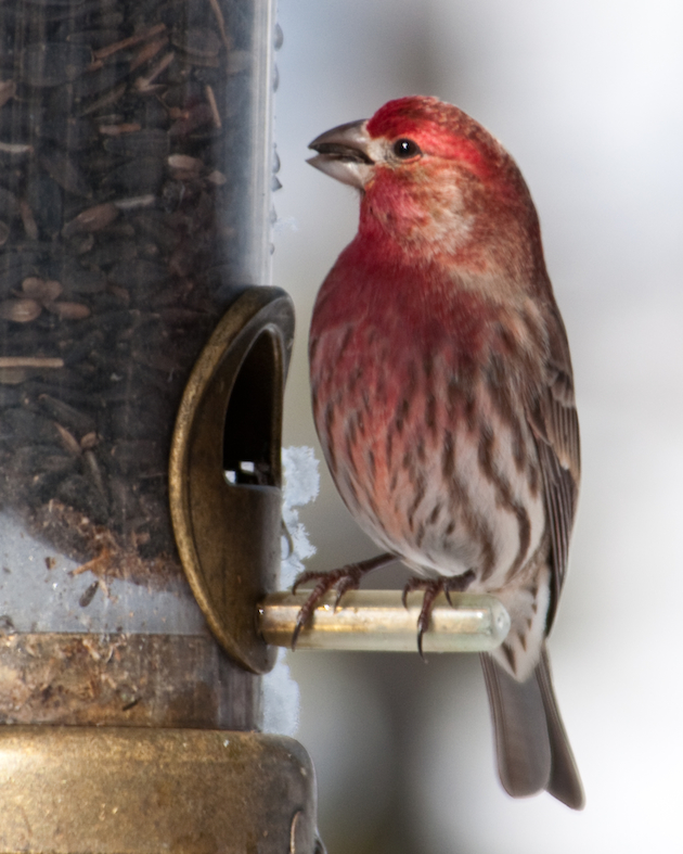 Male House Finch