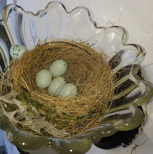 House Finch Nest with Eggs