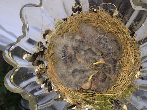 House Finch Nestlings
