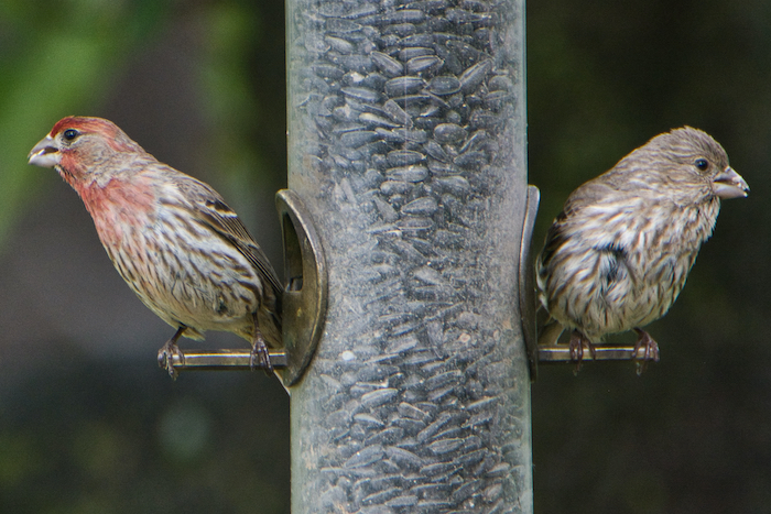 Male and Female House Finches