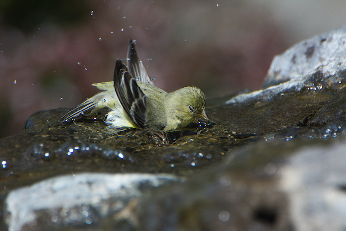 Female Lesser Goldfinch