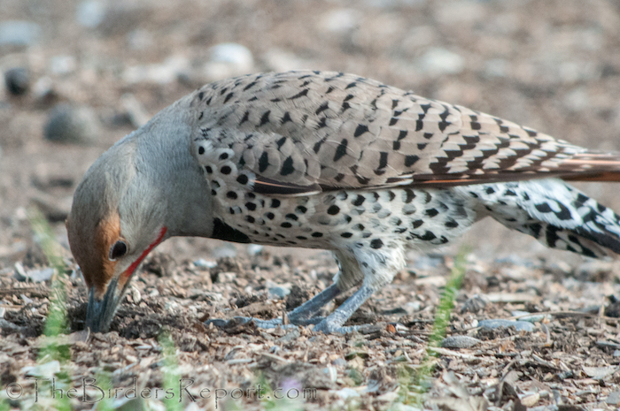 Northern Flicker Male Anting