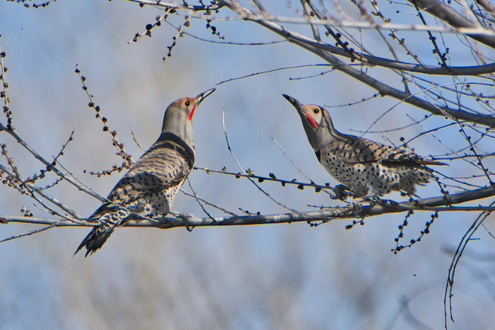 Northern Flicker Males