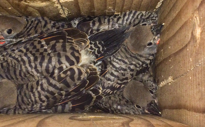 Northern Flicker Nestlings