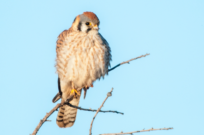 American Kestrel Female