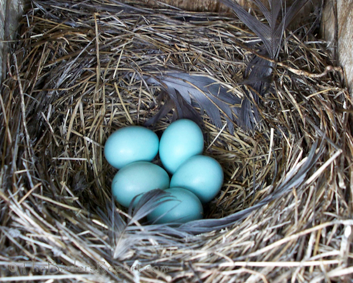 Western Bluebird Eggs