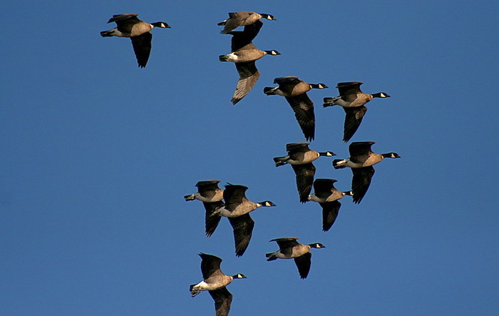 Canada Geese In Flight