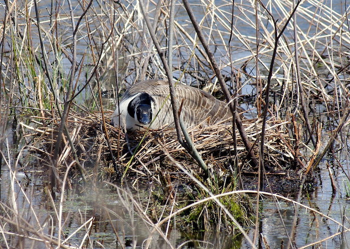 Canada Goose On Nest