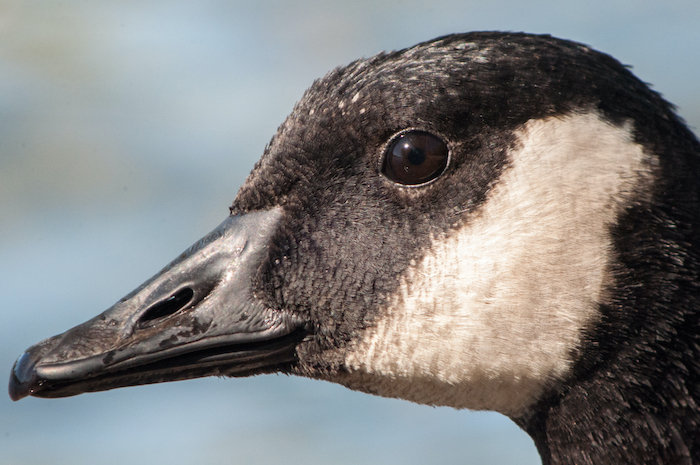 Canada Goose Portrait