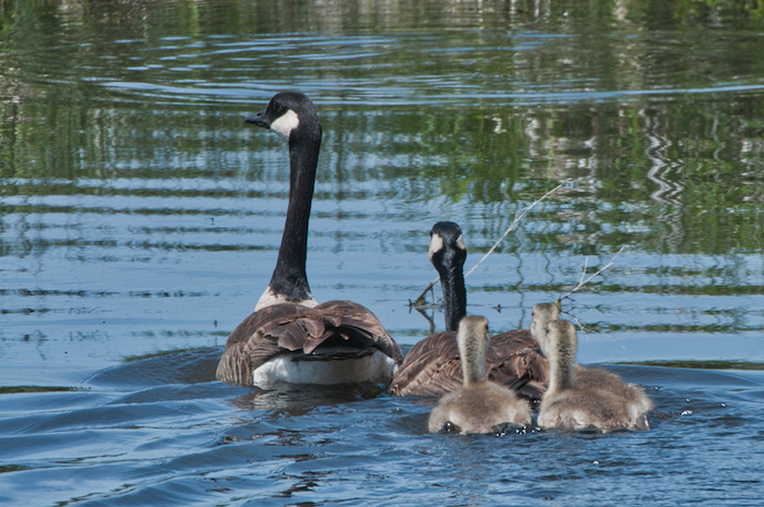 Canada Goose with Young