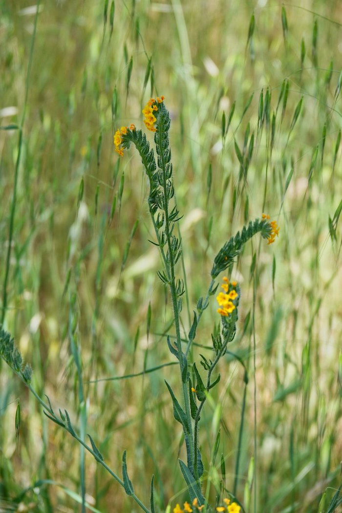 Fiddleneck