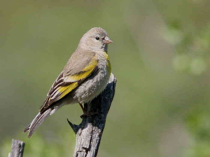 Lawrence's Goldfinch Female