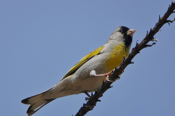 Male Lawrence's Goldfinch