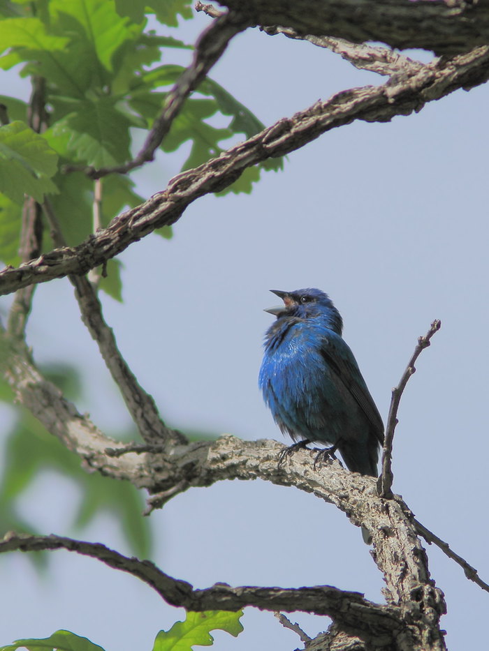 Indigo Bunting Male By Kenneth Cole Schneider