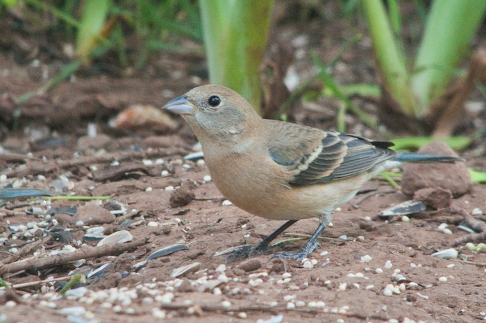 Lazuli Bunting Female