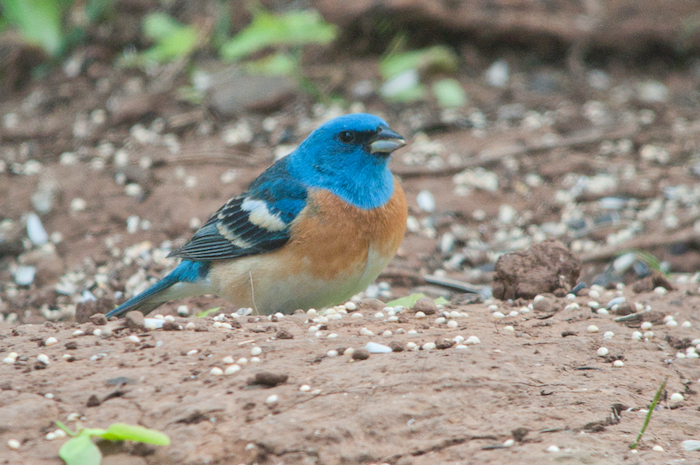 Lazuli Bunting Male