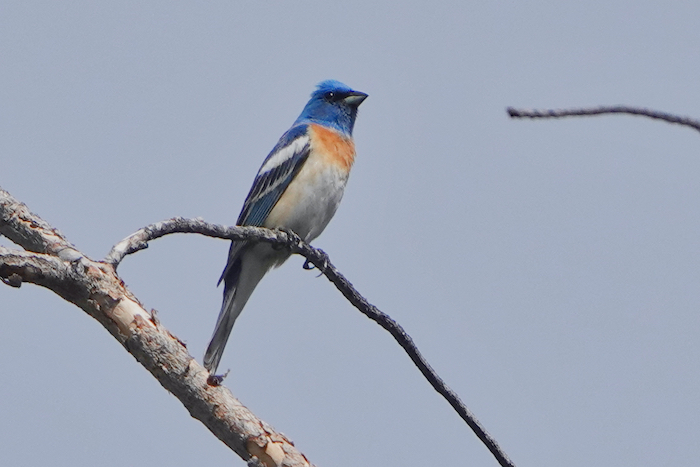 Lazuli Bunting Male