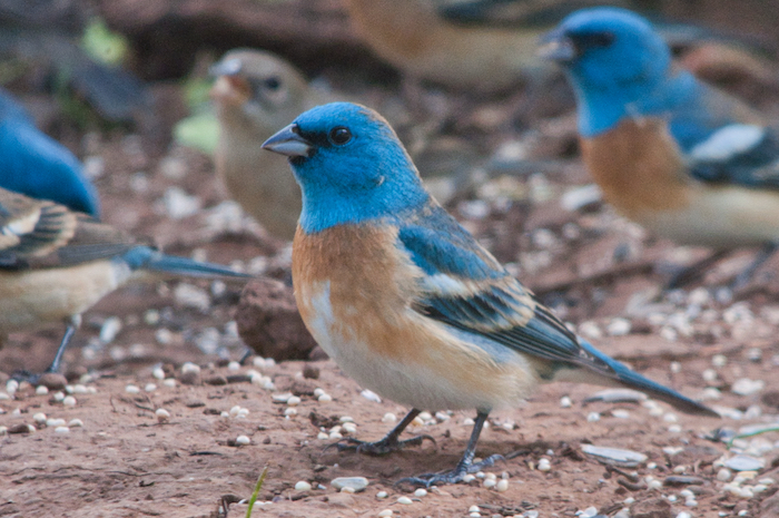 Lazuli Bunting Male