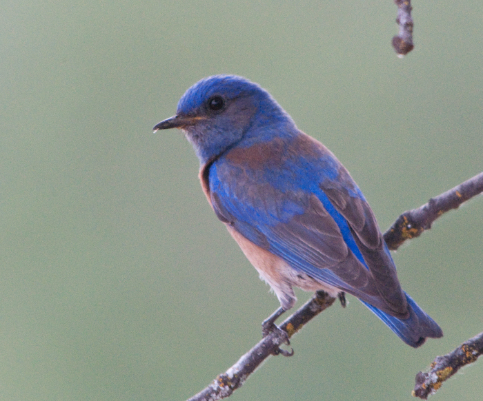 Western Bluebird Male