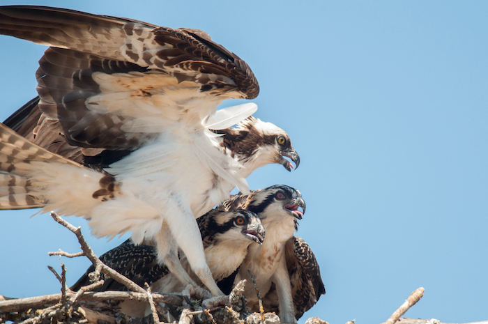 Osprey Adult with Nestlings Underwing