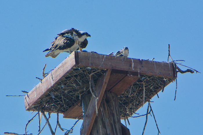 Osprey Adult with Nestling at Anderson River Park