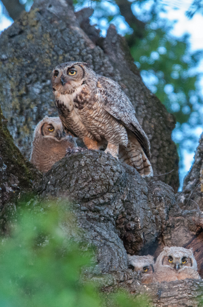 Great Horned Owl with Owlets Nesting in an Oak Tree