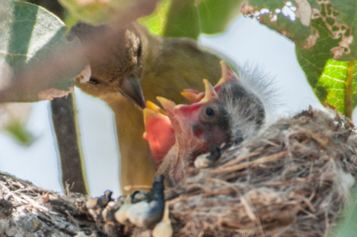 Female Lesser Goldfinch Feeding Nestlings
