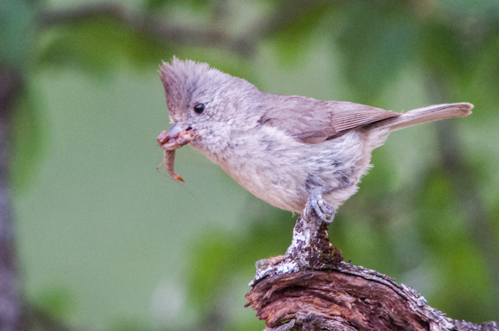 Oak Titmouse Approaches Nest with Grub for Nestlings