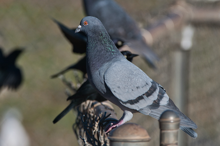 Rock Pigeon