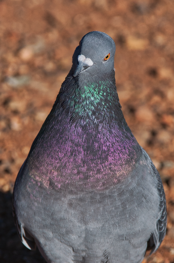 Rock Pigeon