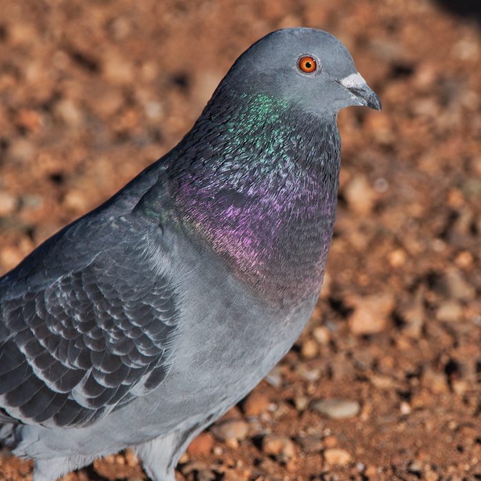 Rock Pigeon