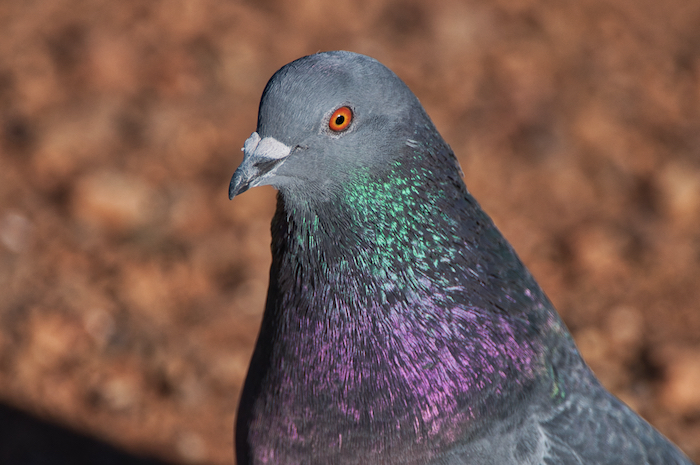 Rock Pigeon