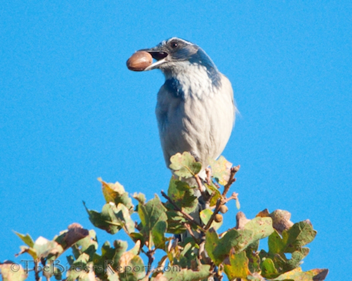 California Scrub-Jay with Acorn