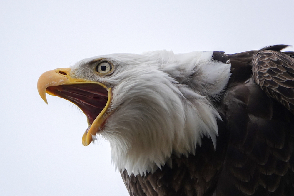 Bald Eagle