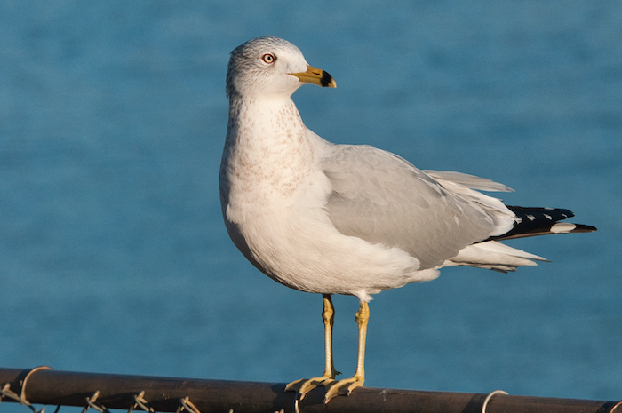 Ring-billed Gull