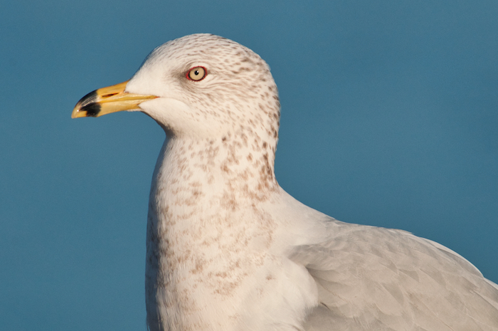 Ring-billed Gull