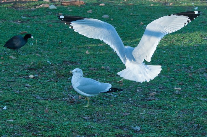 Ring-billed Gull