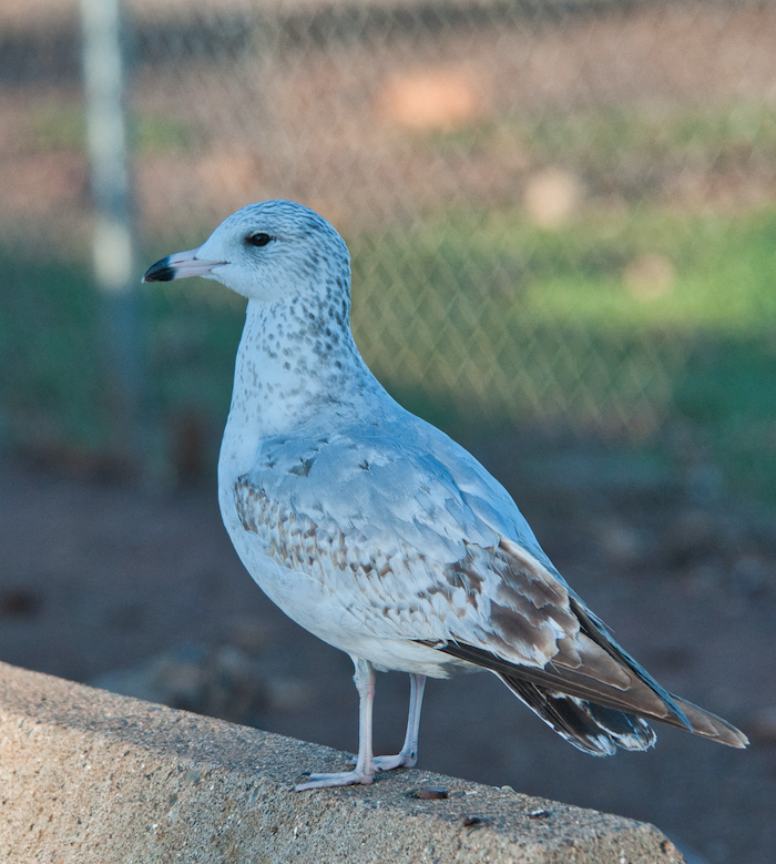 Ring-billed Gull