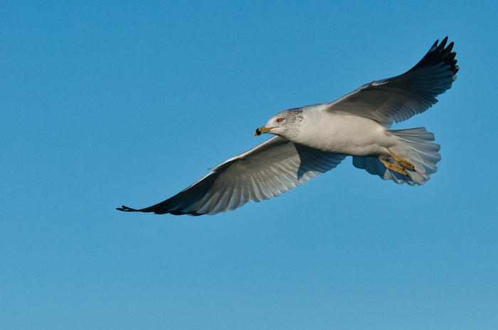 Ring-billed Gull