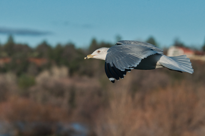 Ring-billed Gull