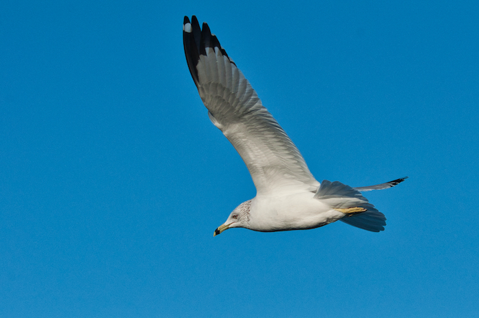 Ring-billed Gull